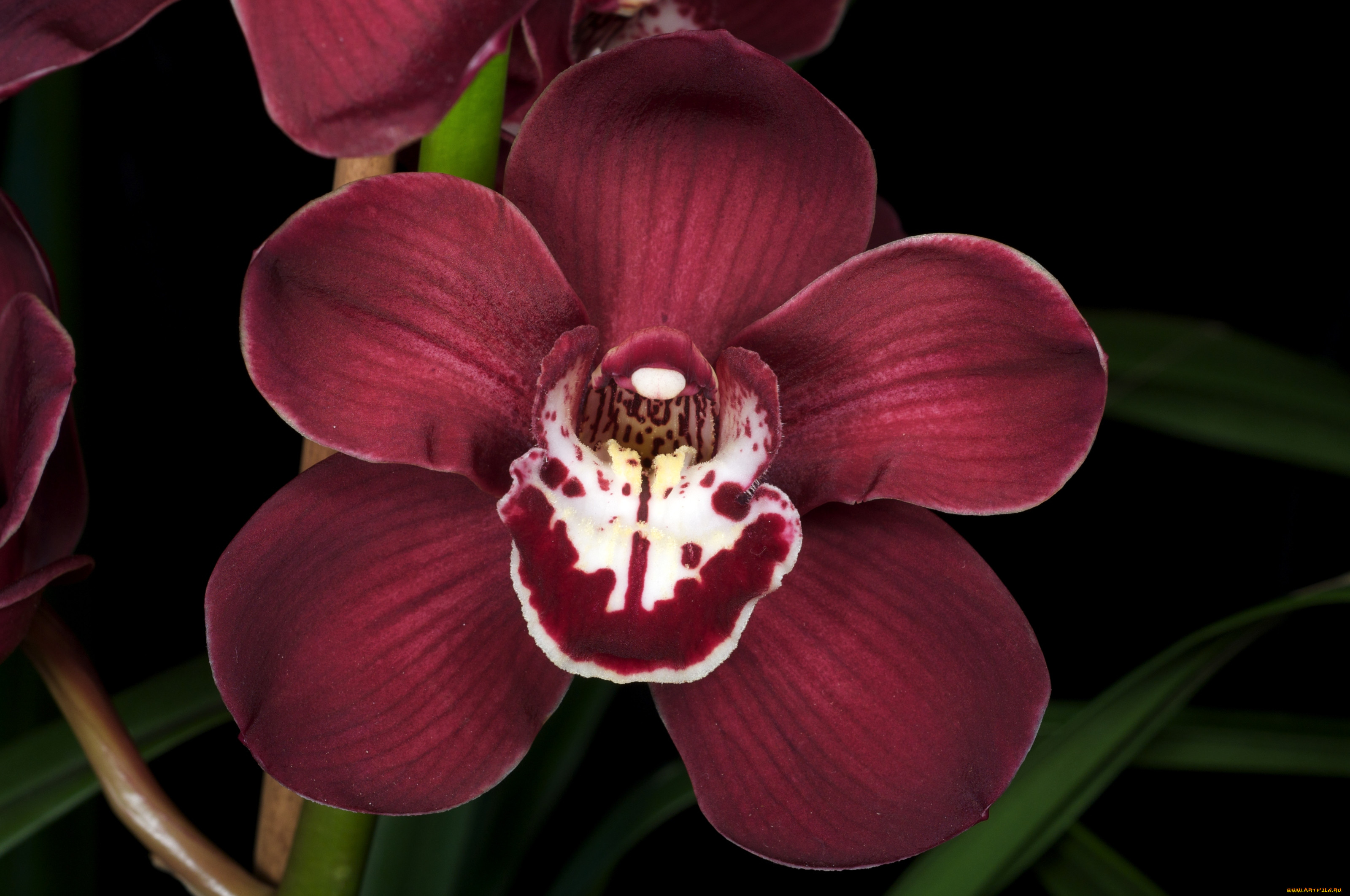 Орхидея бургунди